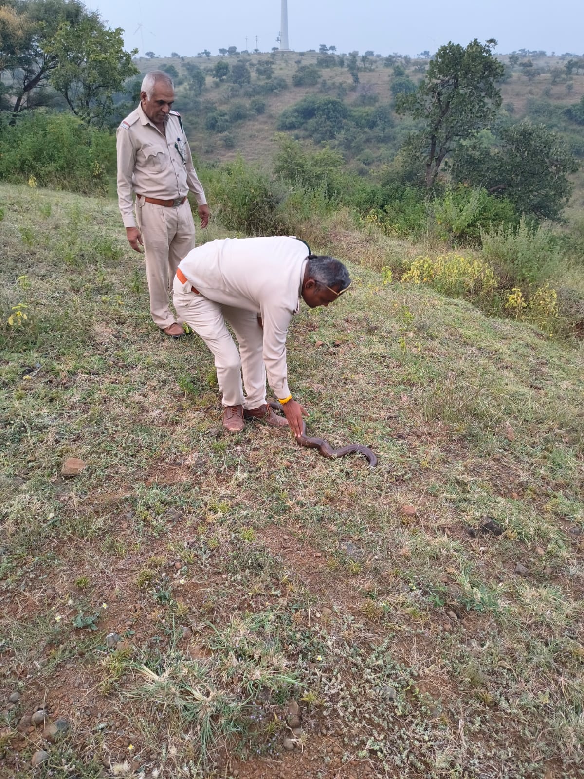 करोड़ों में बिकने वाला रेड सेंड बोआ सांप किसान के बाड़े में मिला, फॉरेस्ट टीम ने रेस्क्यू कर वन में छोड़ा करोड़ों में बिकने वाला रेड सेंड बोआ सांप किसान के बाड़े में मिला, फॉरेस्ट टीम ने रेस्क्यू कर वन में छोड़ा