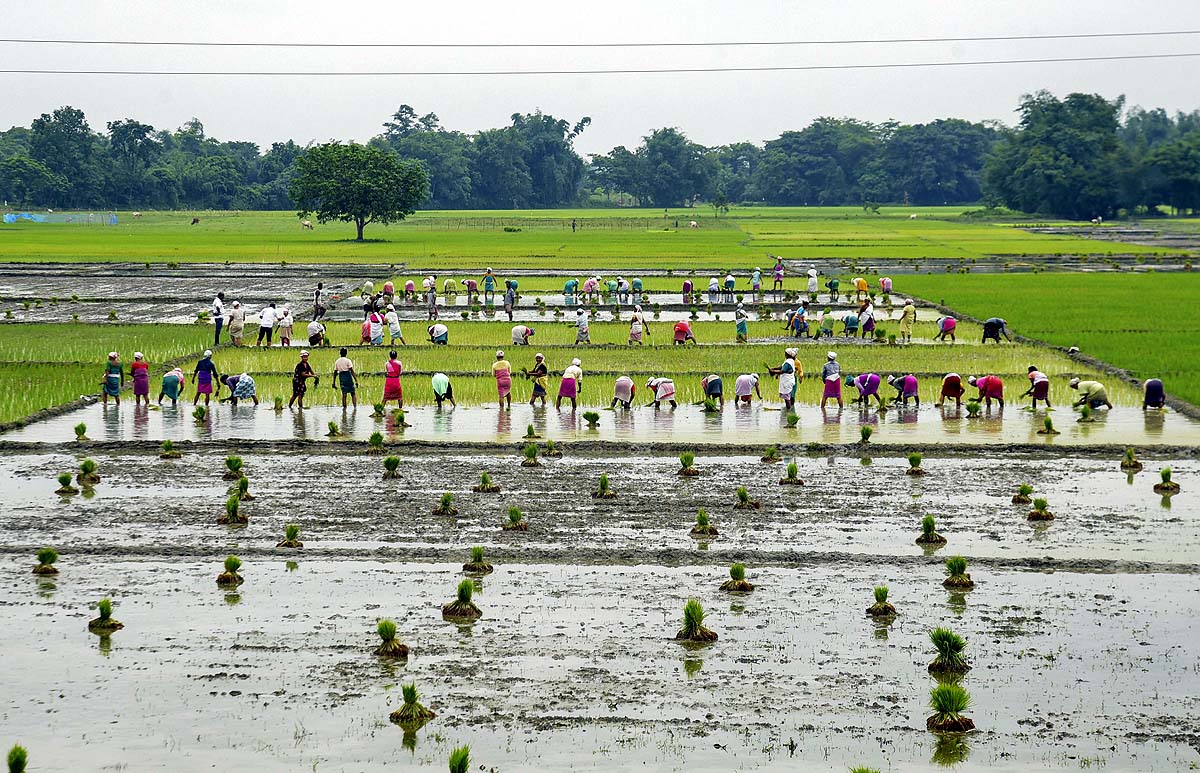 Asia Rice Farming Asia Rice Farming