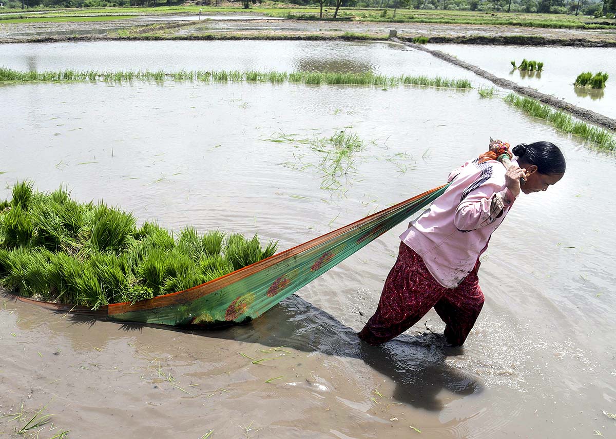 Asia Rice Farming Asia Rice Farming