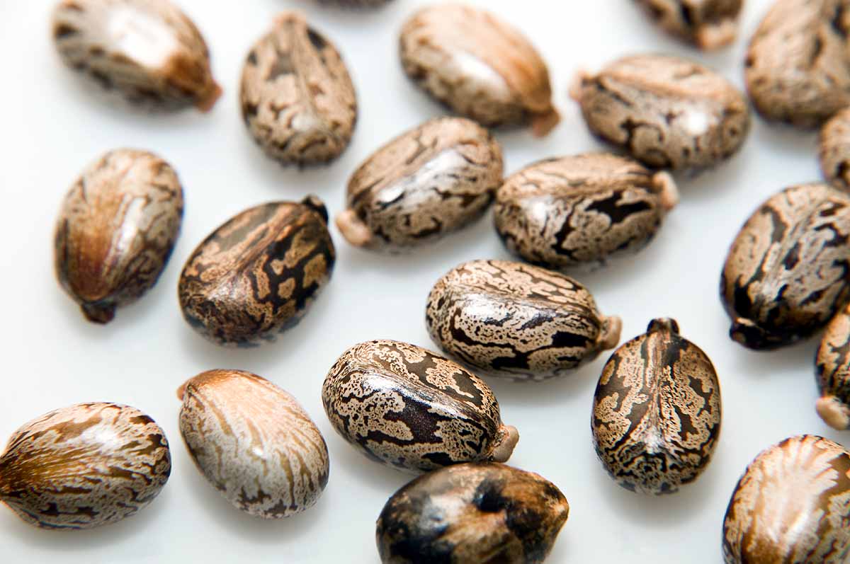 ricin Gujrat ats ISIS terror plot ricin Gujrat ats ISIS terror plot