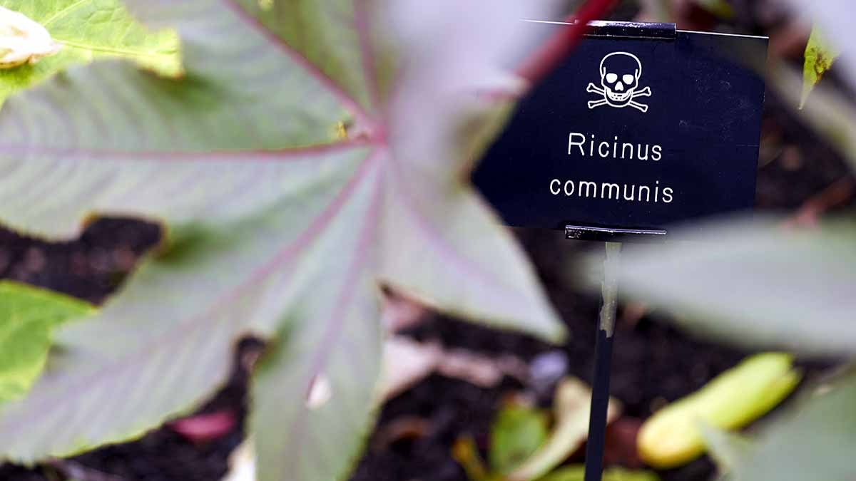 ricin Gujrat ats ISIS terror plot ricin Gujrat ats ISIS terror plot