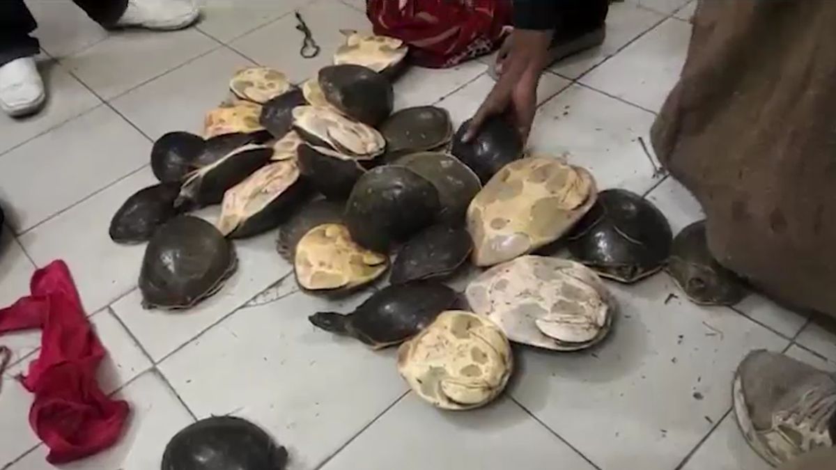 rohtas 311 live turtles recovered from kalka howrah mail