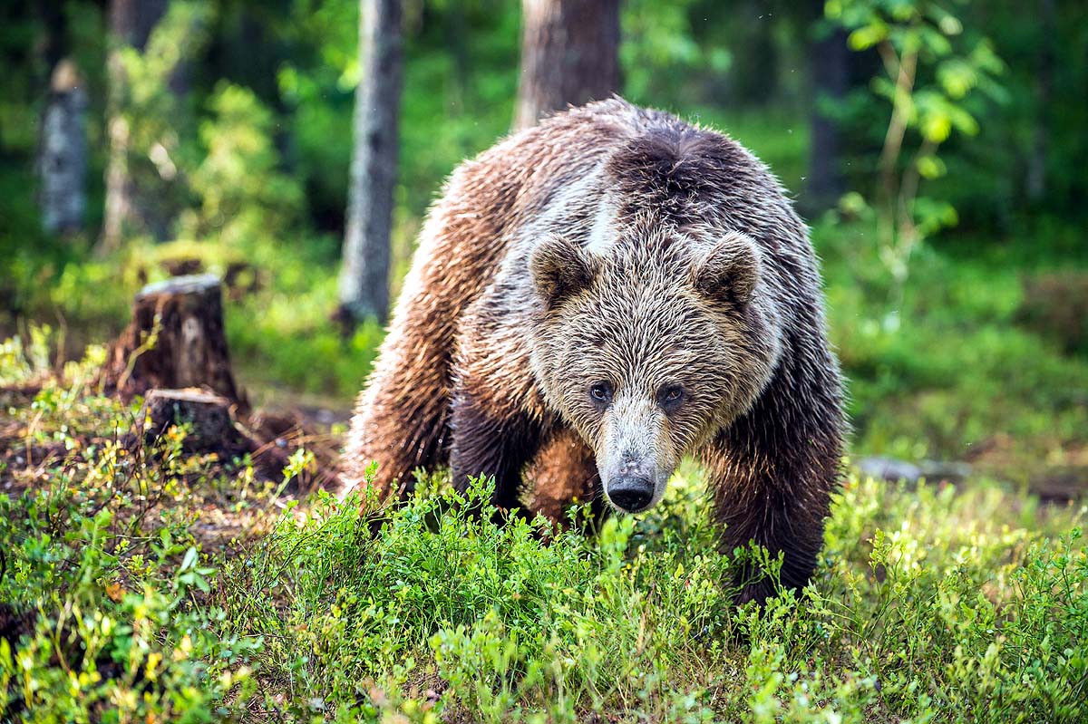 Russia Bear Deaths Russia Bear Deaths