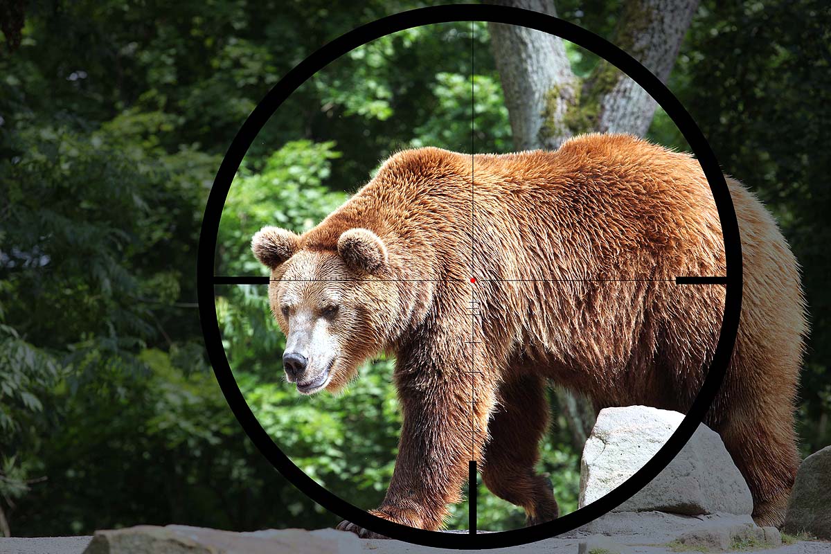 Russia Bear Deaths Russia Bear Deaths