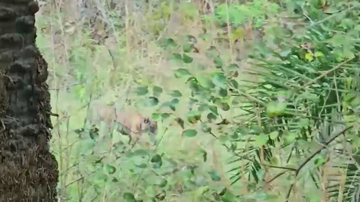 Sariska tiger family Good news Tigress ST 17 gives birth three cubs