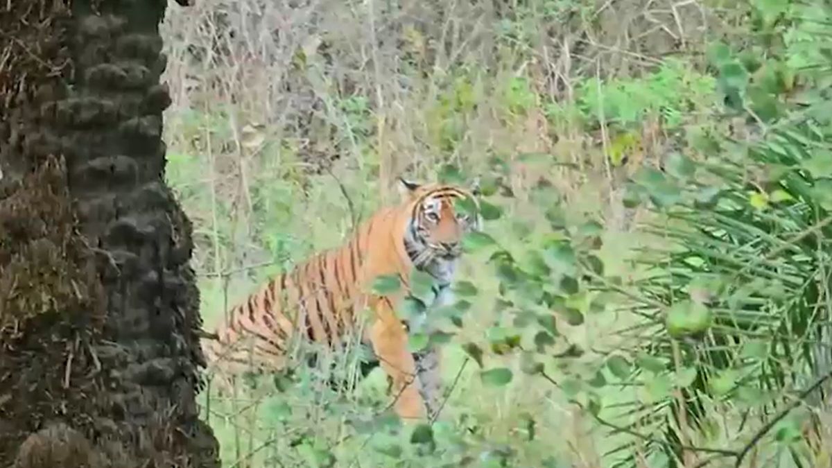Sariska tiger family Good news Tigress ST 17 gives birth three cubs