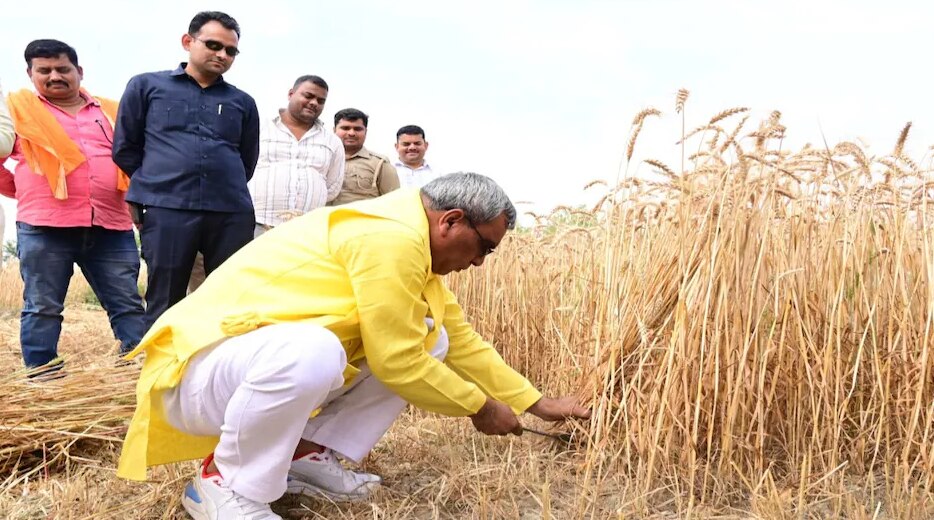 गेहूं की फसल काटते ओमप्रकाश राजभर