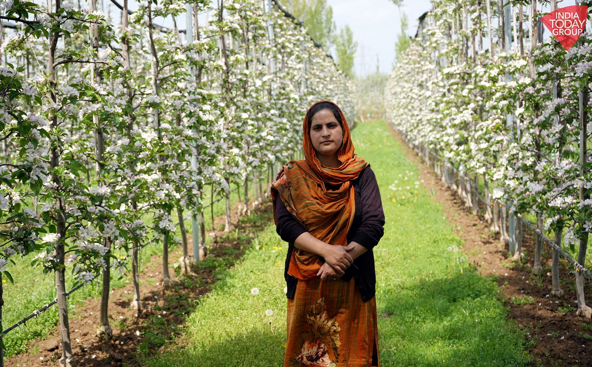 Apple farming in kashmir