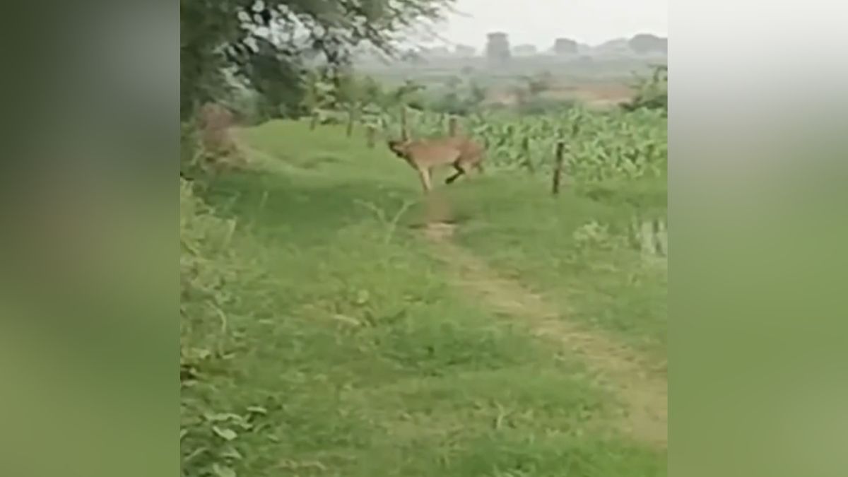 sheopur kuno national park cheetah seen in village fields forest department alert sheopur kuno national park cheetah seen in village fields forest department alert