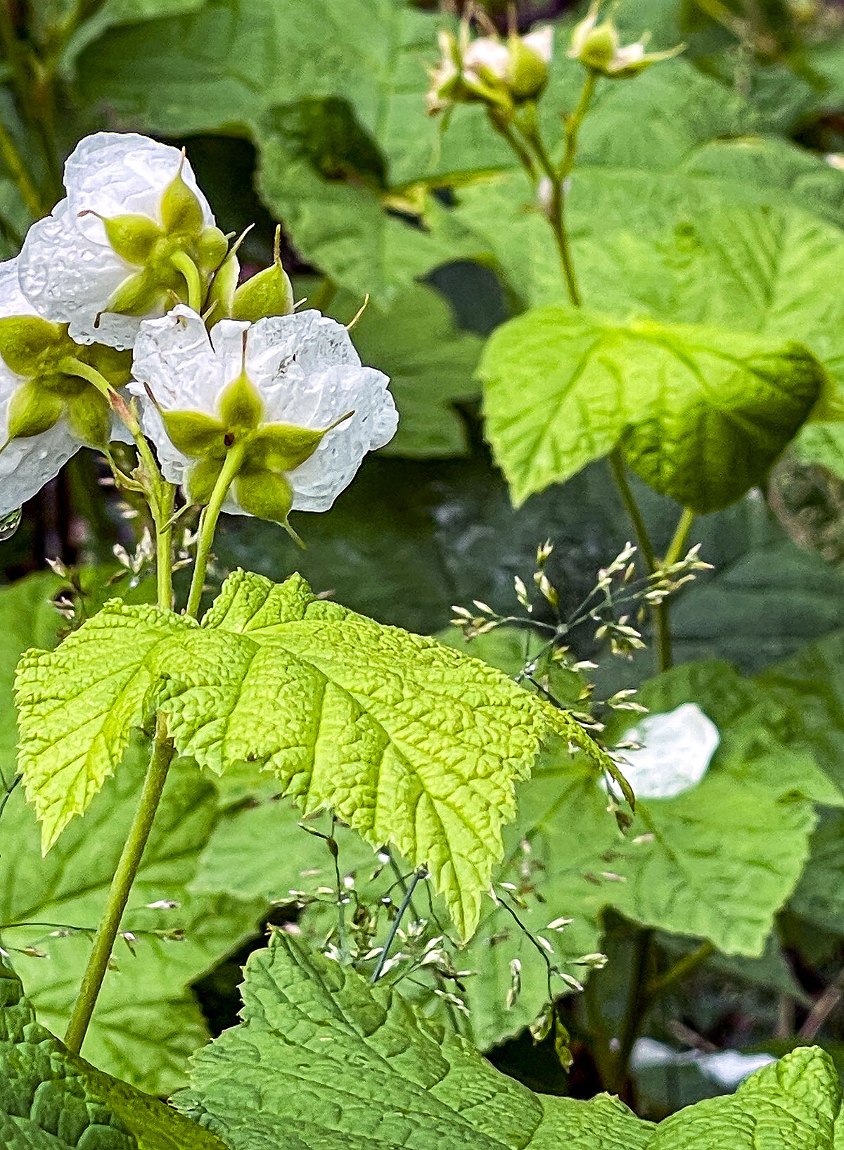 Skeleton Flower