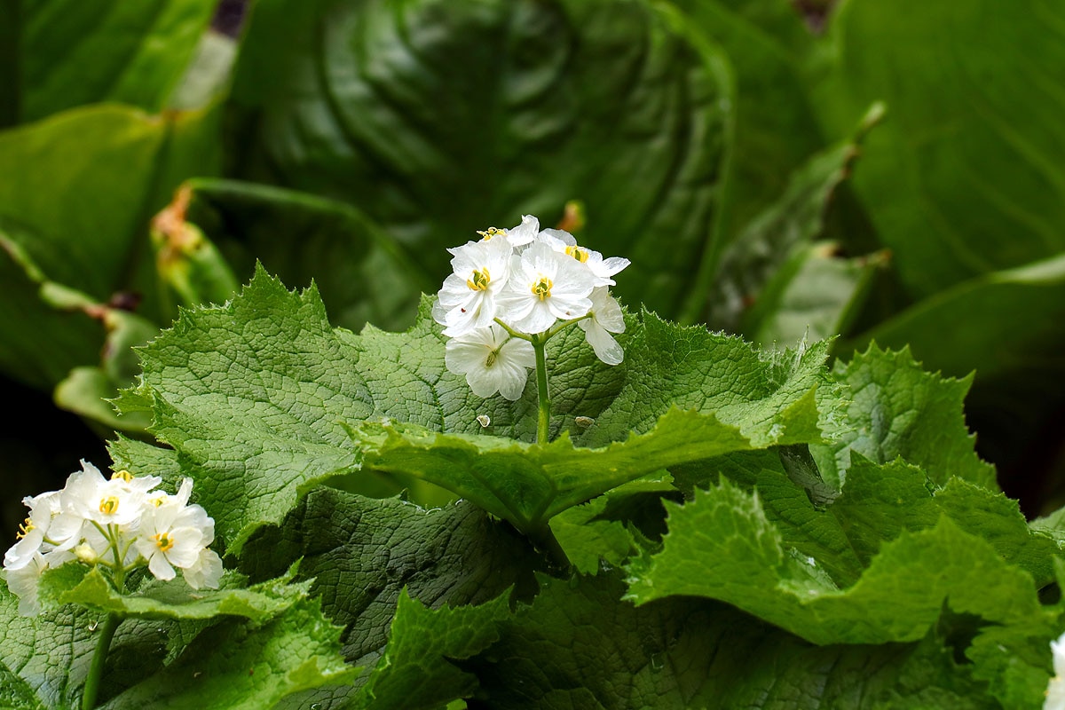 Skeleton Flower
