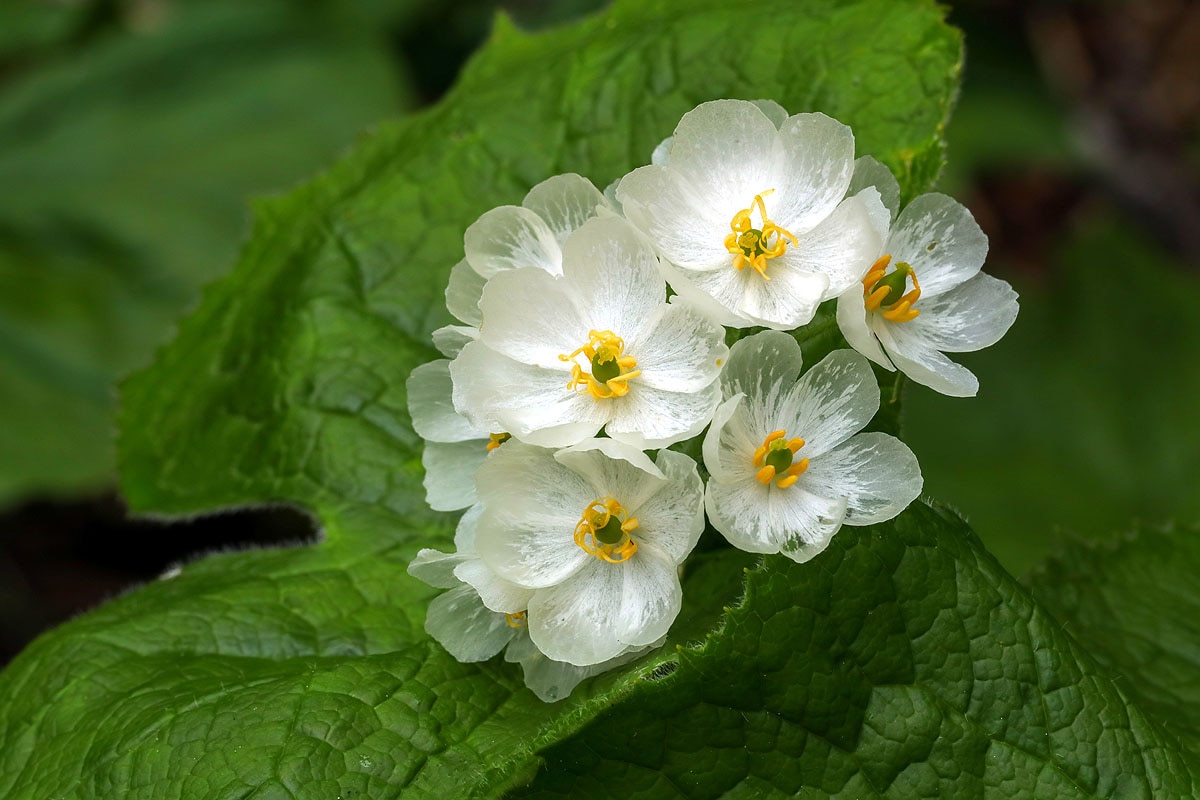 Skeleton Flower