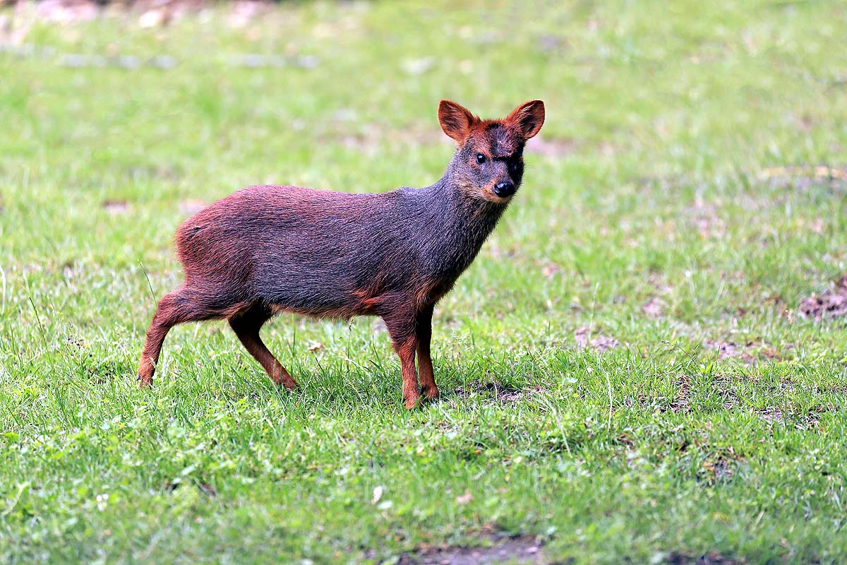 World’s Smallest Deer World’s Smallest Deer