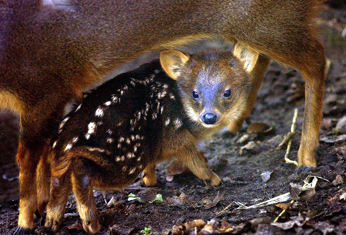 World’s Smallest Deer World’s Smallest Deer