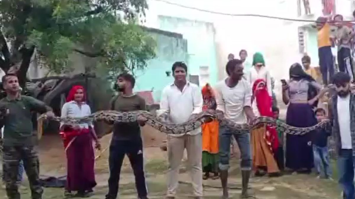 snake or celebrity 15 foot python spotted village scramble to take selfies ensued snake or celebrity 15 foot python spotted village scramble to take selfies ensued