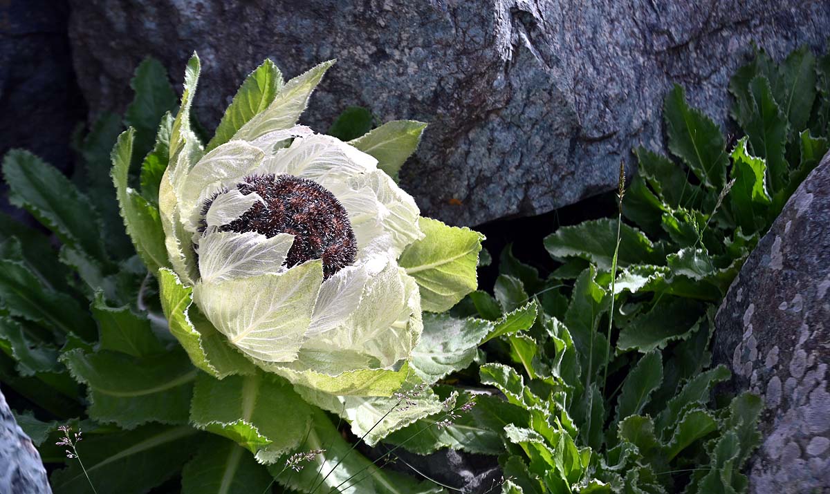 Snow Lotus