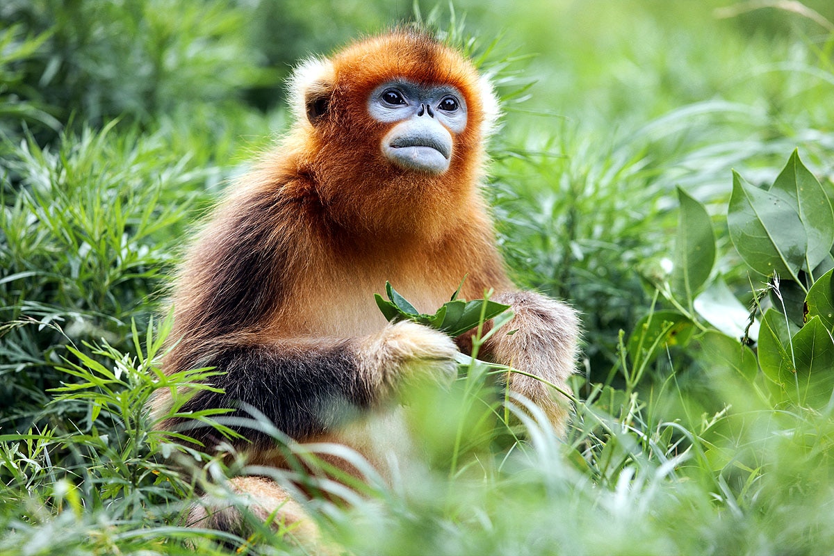 Myanmar Snub-Nosed Monkey Myanmar Snub-Nosed Monkey