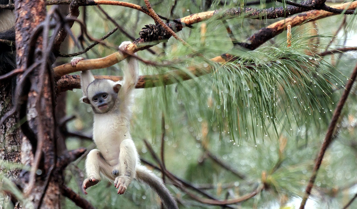 Myanmar Snub-Nosed Monkey Myanmar Snub-Nosed Monkey