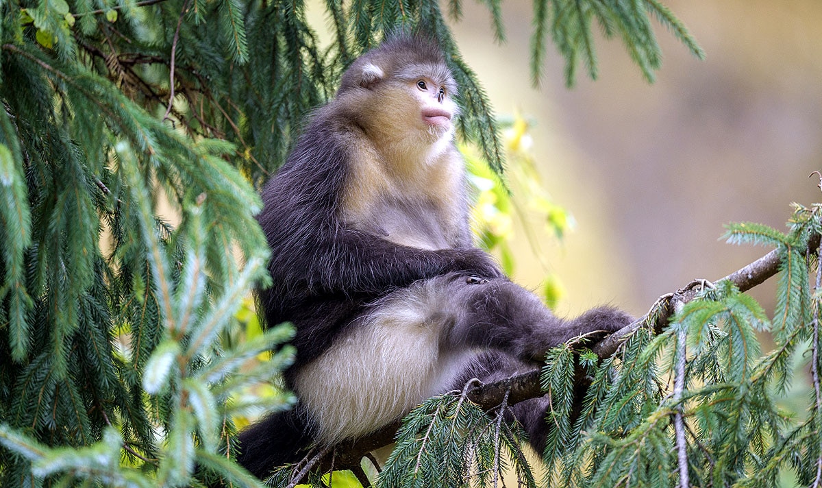 Myanmar Snub-Nosed Monkey Myanmar Snub-Nosed Monkey