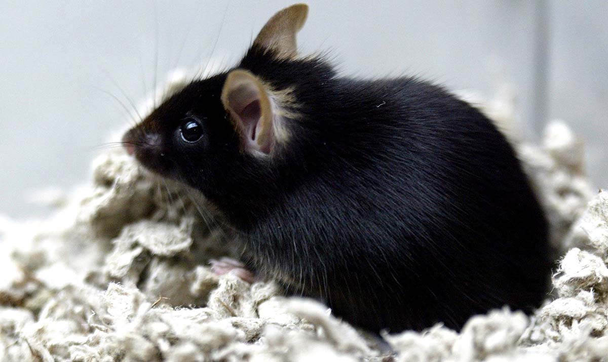 Space Rat Mice China 