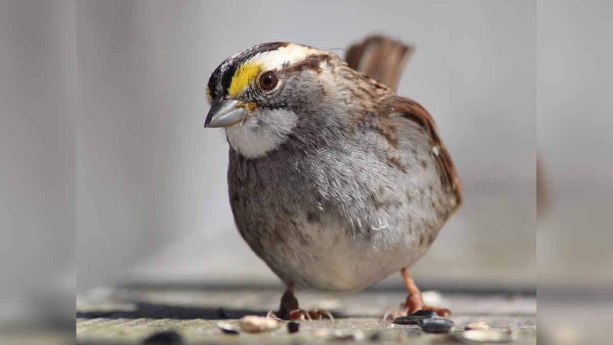 sparrow sparrow