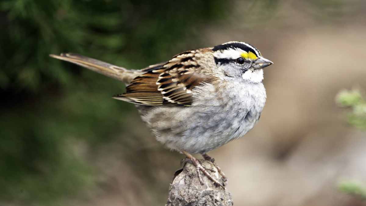 sparrow sparrow