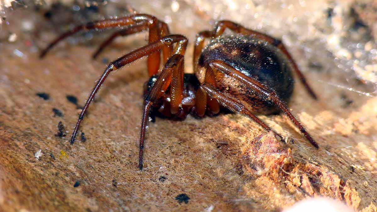 Spider Eats Shrew