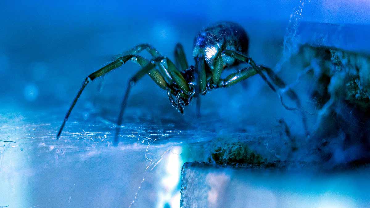 Spider Eats Shrew