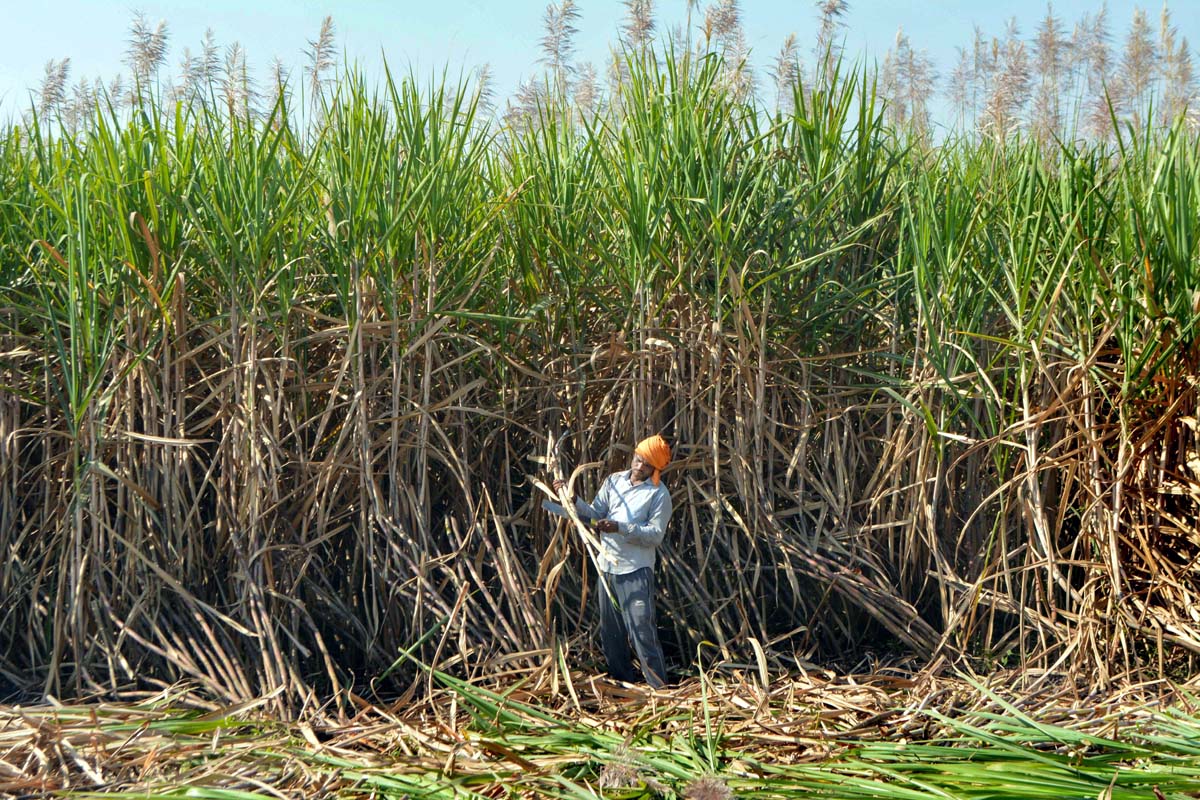 India Sugar Production India Sugar Production