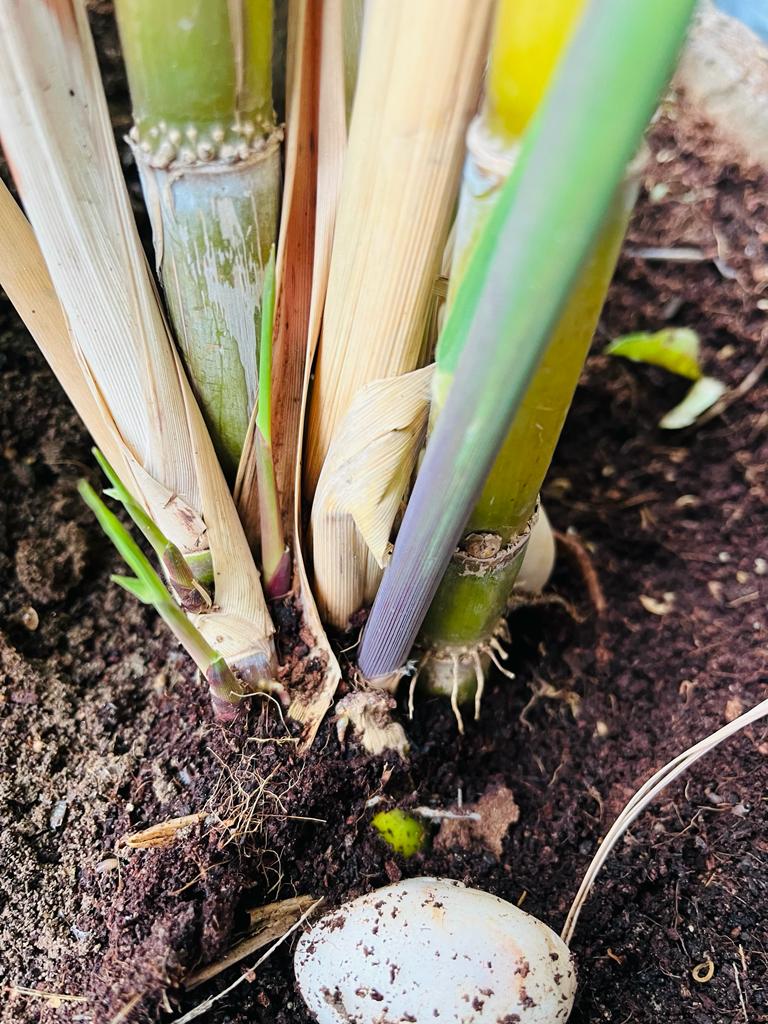 गमले में गन्ना गमले में गन्ना