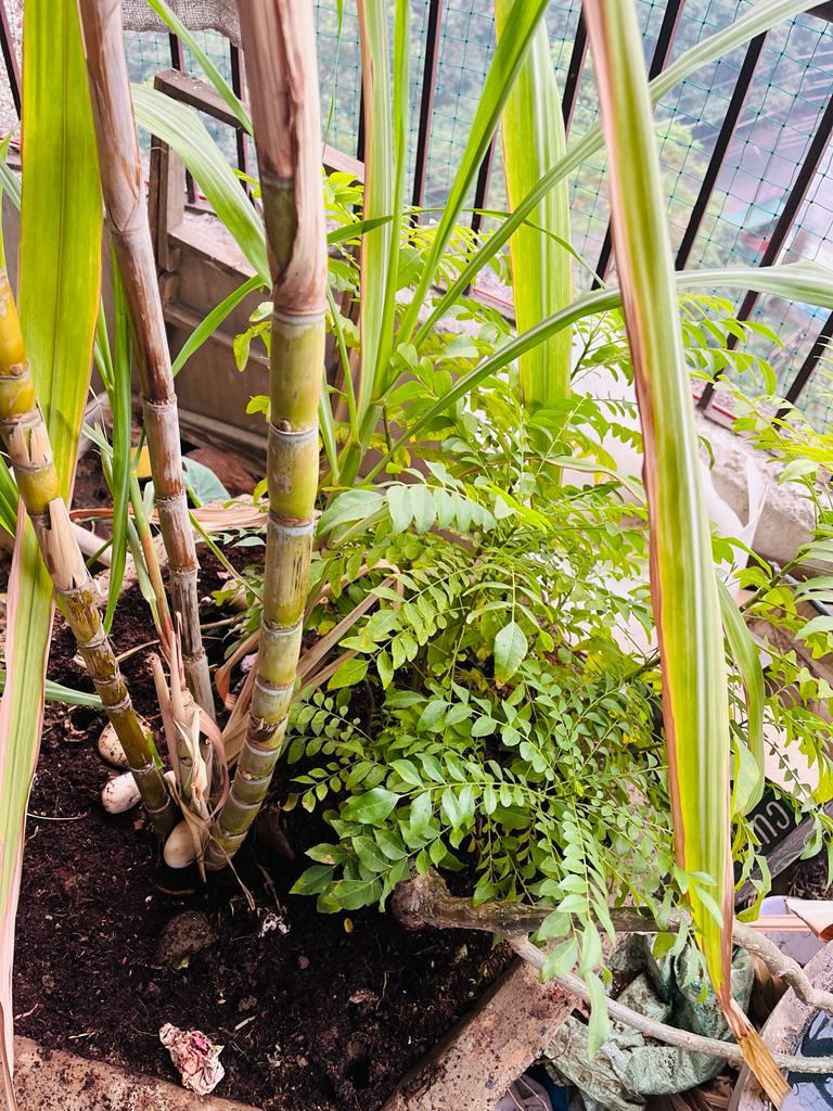 गन्ना गन्ना