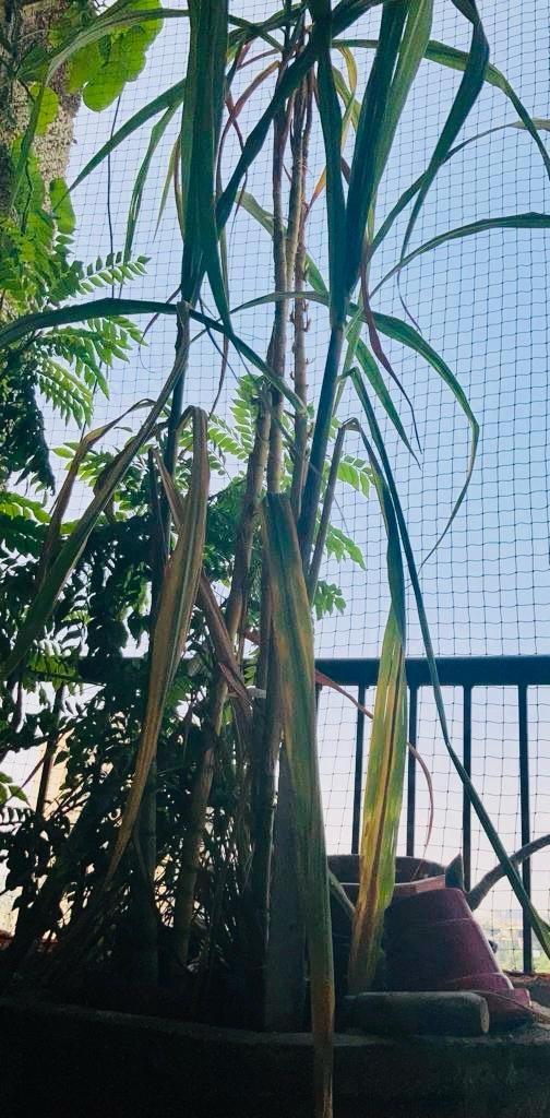 गन्ना गन्ना