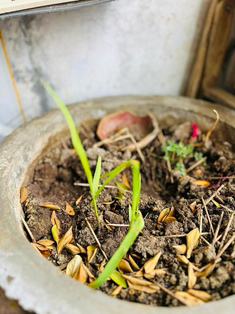 Sugarcane Gardening Sugarcane Gardening