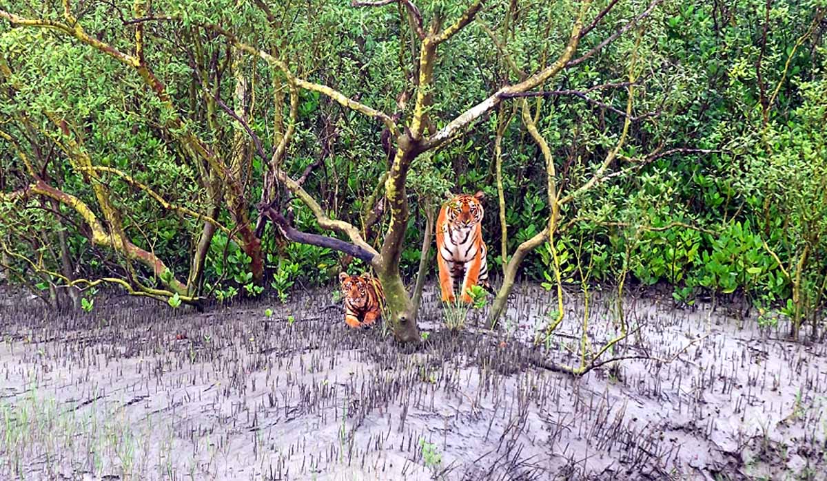 Sundarban Islands Vanishes