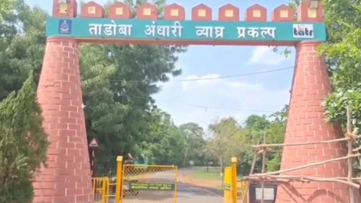 tadoba tiger reserve reopens three months tigress first safari tadoba tiger reserve reopens three months tigress first safari