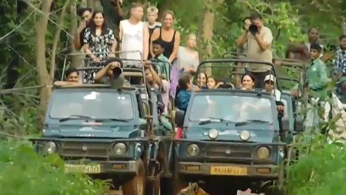 tadoba tiger reserve reopens three months tigress first safari tadoba tiger reserve reopens three months tigress first safari