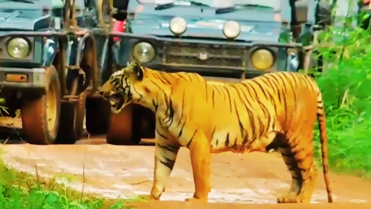 tadoba tiger reserve reopens three months tigress first safari tadoba tiger reserve reopens three months tigress first safari