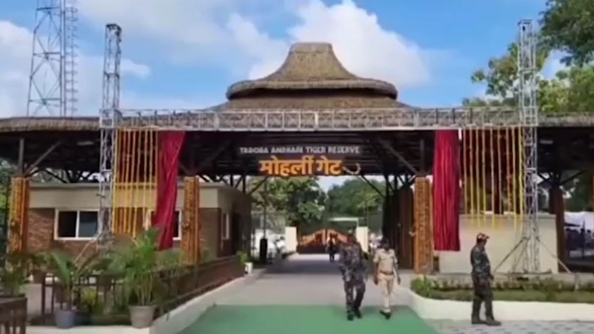 tadoba tiger reserve reopens three months tigress first safari tadoba tiger reserve reopens three months tigress first safari