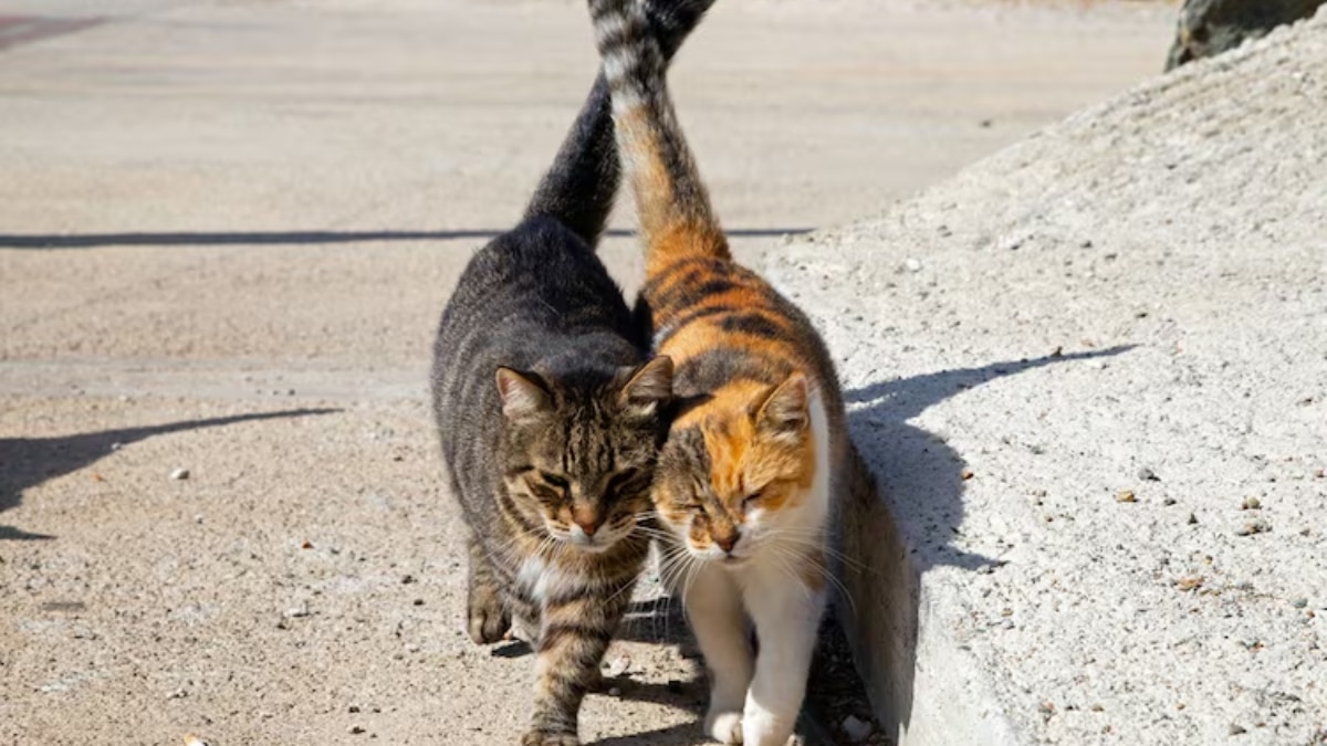 Cats in greece
