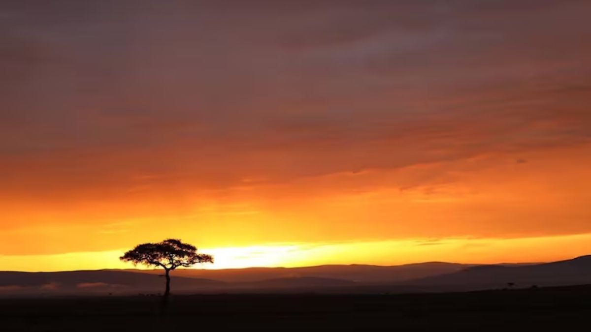 The African savannah