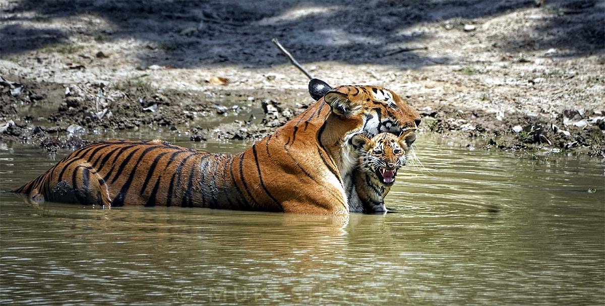 International Tiger Day 2025