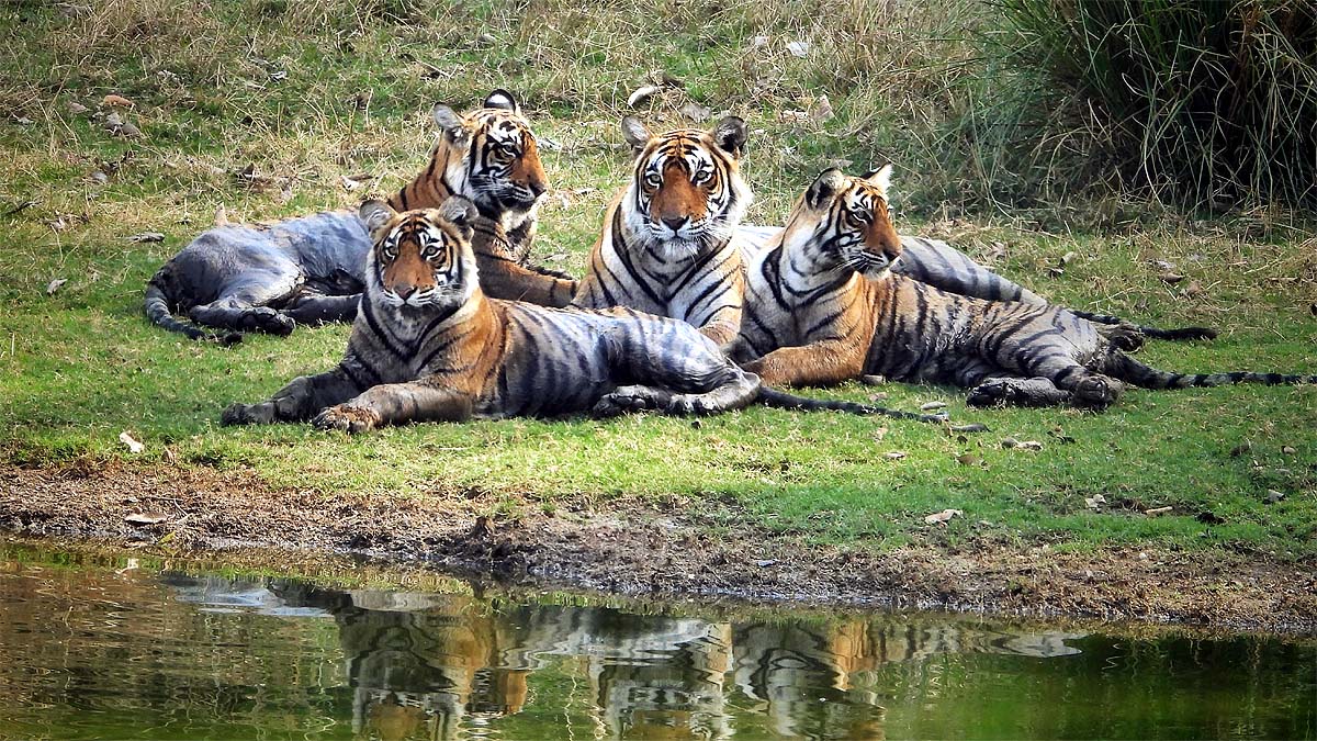 International Tiger Day 2025