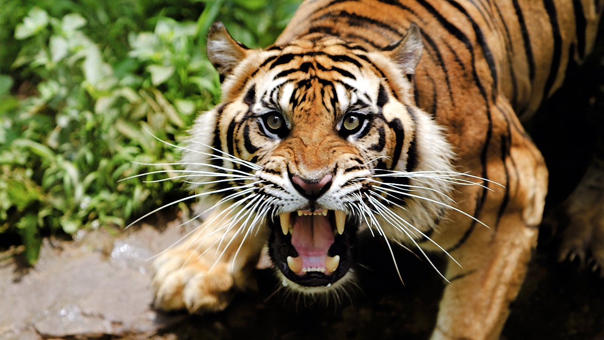 Wildlife Population Wildlife Population