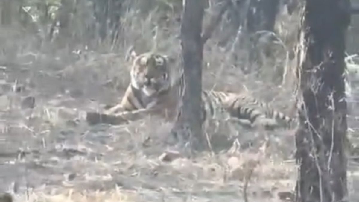 tiger spotted first time in Kuno National Park tourists moment captured