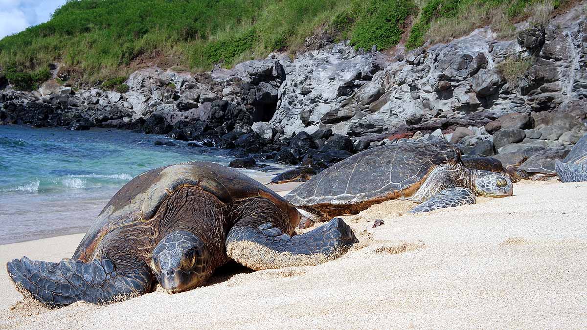 china fears spy turtles and fish china fears spy turtles and fish