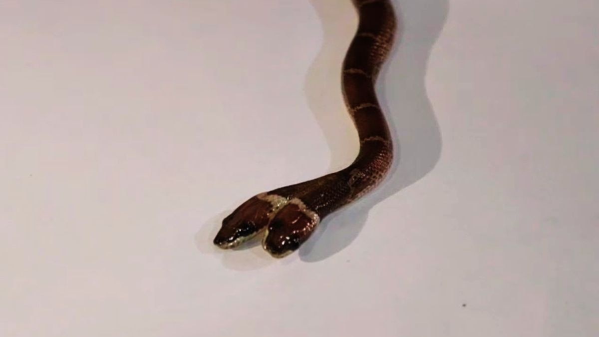 Two Headed Snake Found In Gujrat Fifth Case one body two minds story