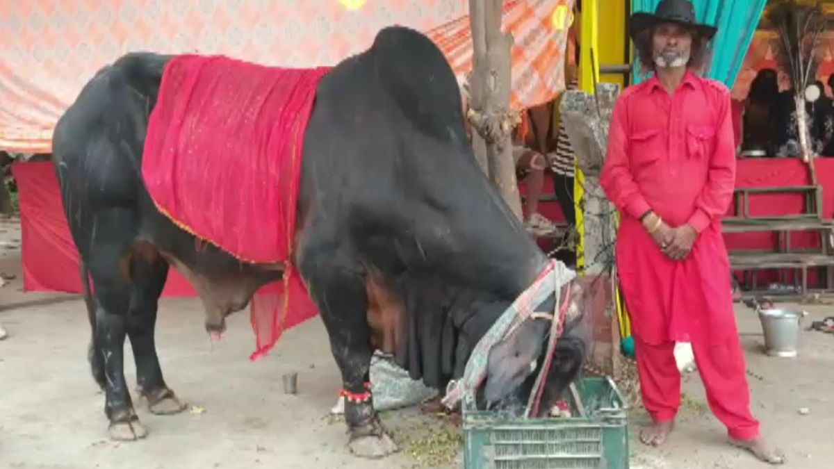 unique nandi kanwar yatra haryana devotee 800 km shravan pilgrimage unique nandi kanwar yatra haryana devotee 800 km shravan pilgrimage