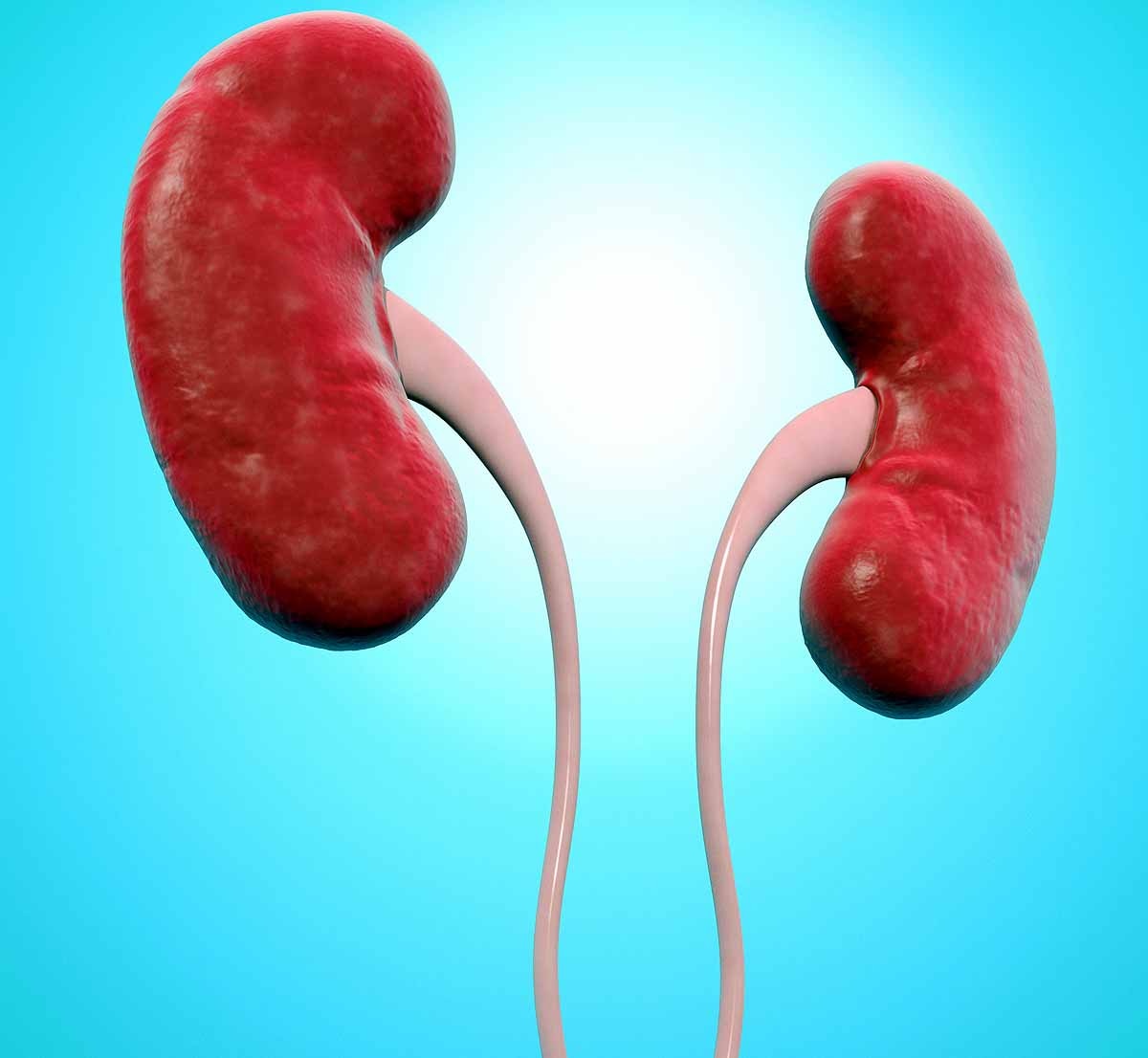 Universal kidney
