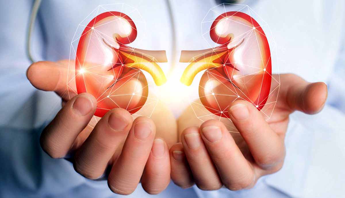 Universal kidney