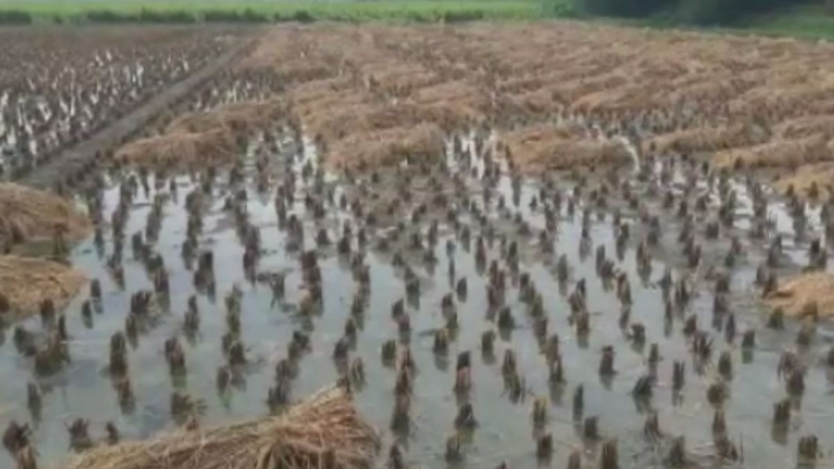 खेतों में धान की फसल बर्बाद. खेतों में धान की फसल बर्बाद.